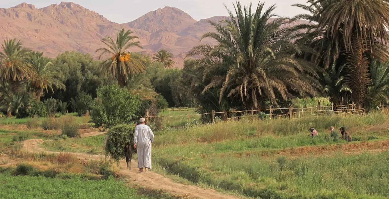 danydeseure-oasis-586554_1920