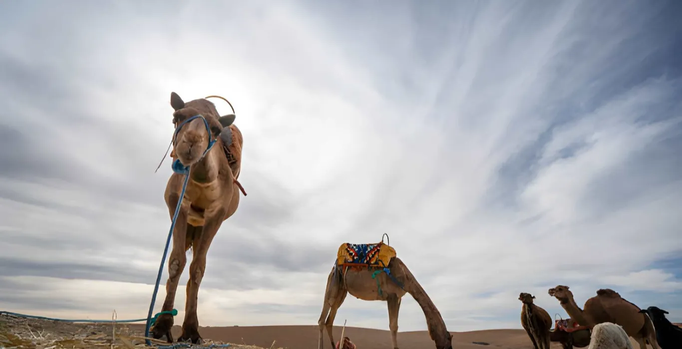 steptodown.com600449 (2)